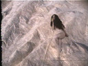 Shattered Ground